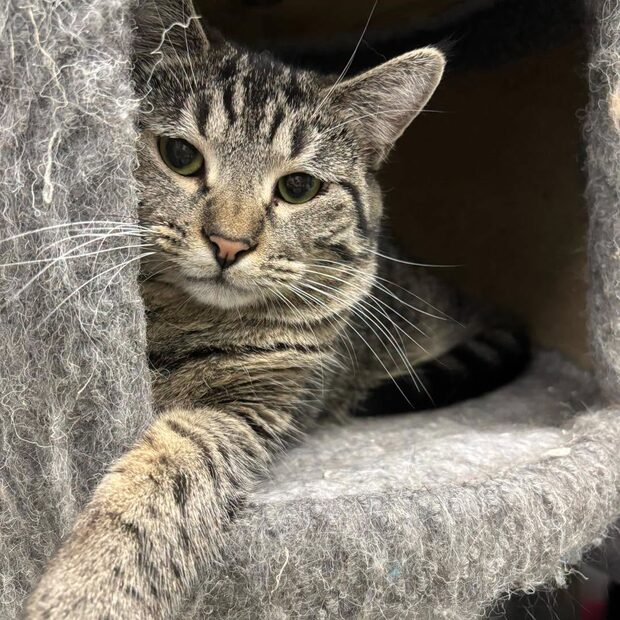 A tabby cat relaxing on a carpeted cat tree